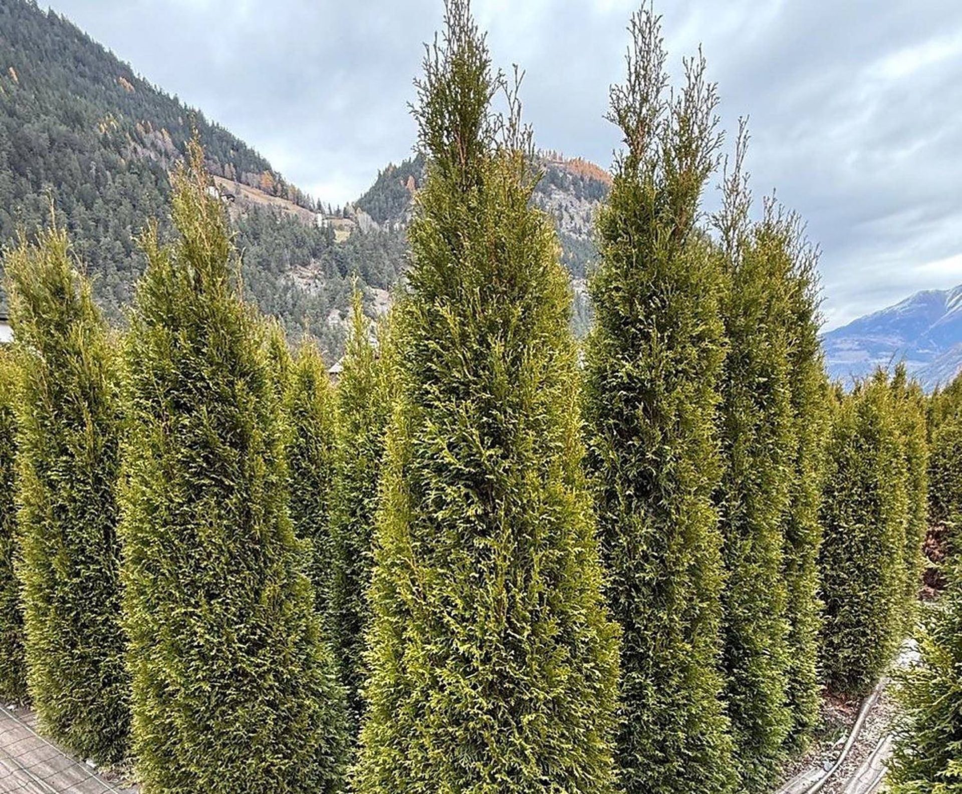 Thuja Smaragd Allee in der Baumschule Plangger vor Tiroler Bergen