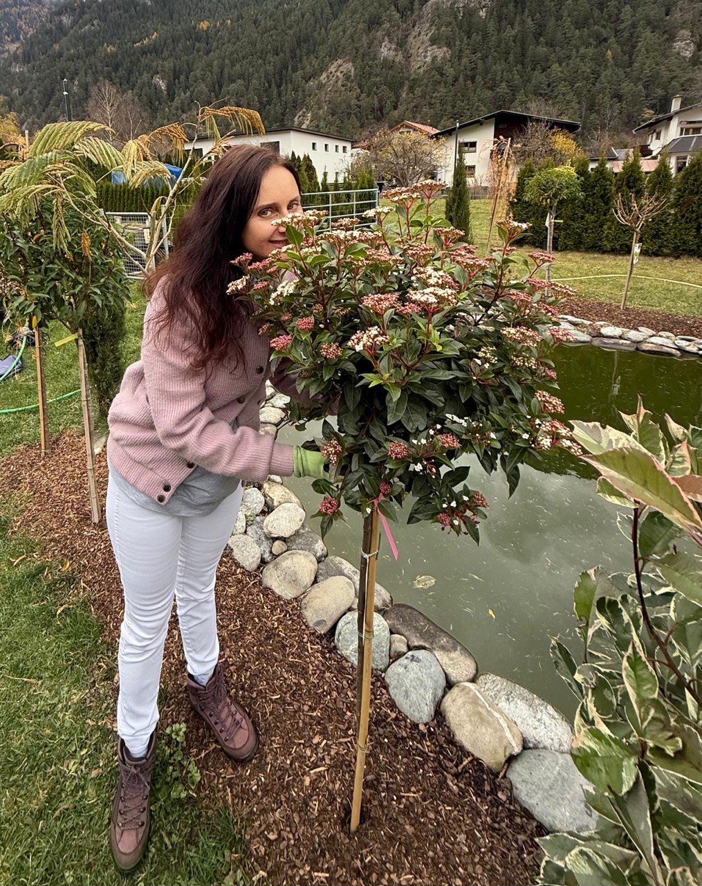Hochstamm-Zierbaum im Garten in Tirol