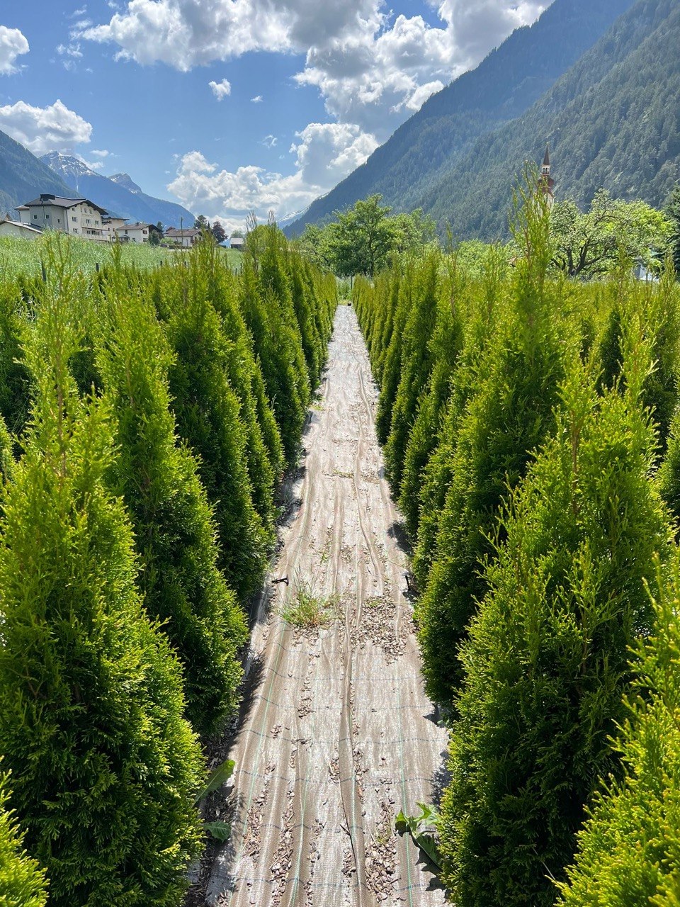 Weg zwischen hohen Thujen Smaragd in der Baumschule Tirol