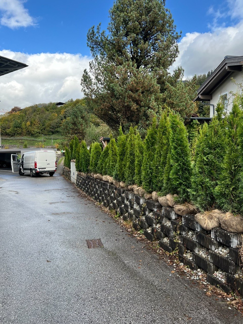 Gepflanzte Thujenhecke an einer Einfahrt in Tirol