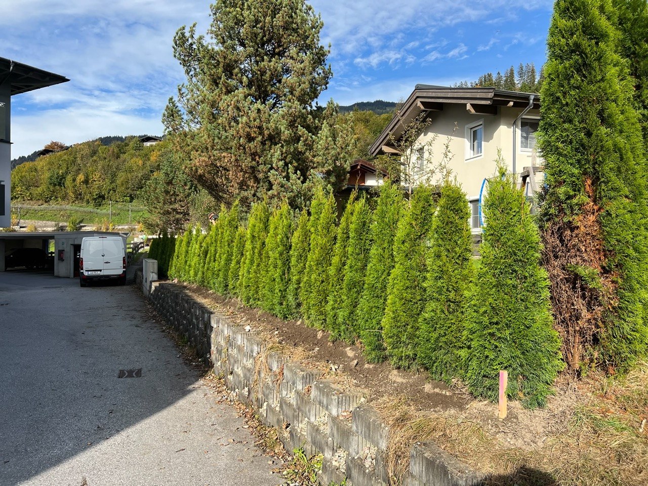 Thujenhecke auf einer Steinmauer