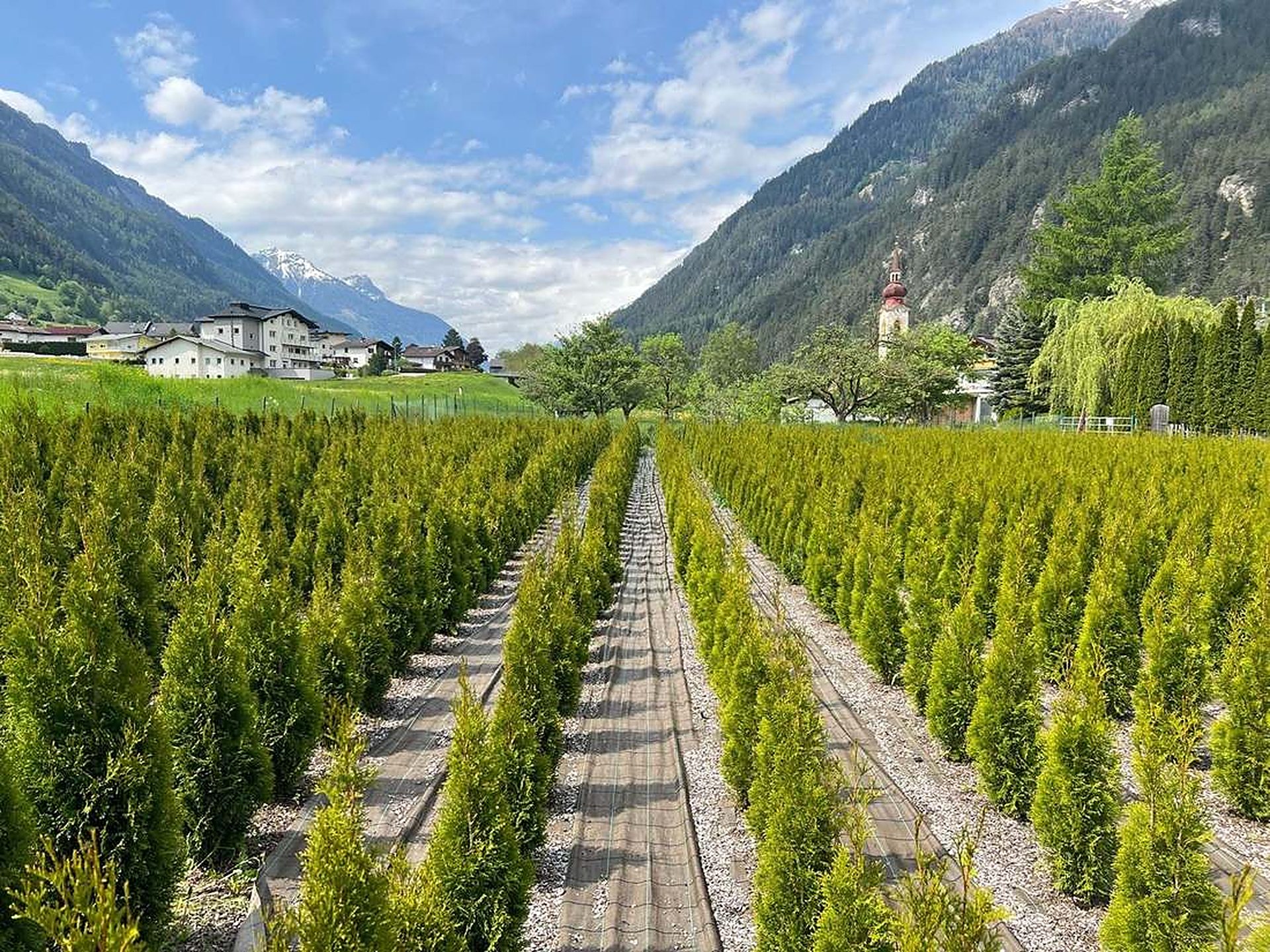 Thujenplantage im Tiroler Oberland
